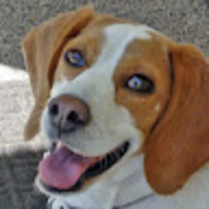 Meet your Posher, Peggy